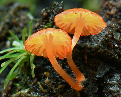 Hygrocybe 2 LosPozos DW Ms copy