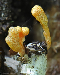 Cordyceps sp PlayaGuio Detail DW Ms
