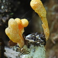 Cordyceps sp PlayaGuio Detail DW Ms