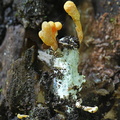 Cordyceps sp PlayaGuio DW Ms