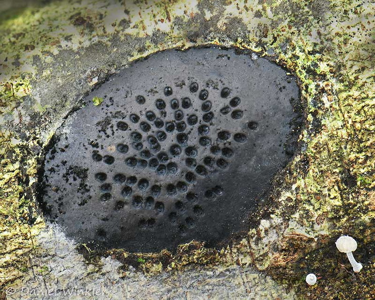 Annulohypoxylon CeroAzul DW Ms.jpg