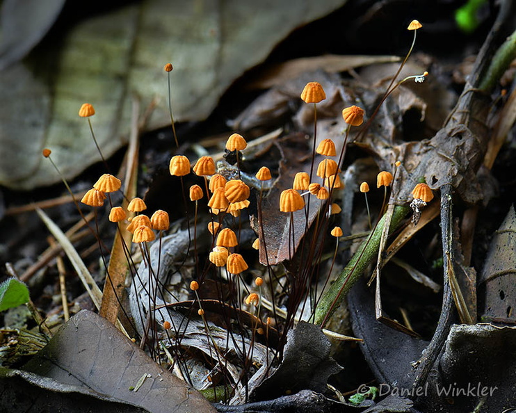 Gymnopus guyanensis Q Chicaque DW Ms.jpg
