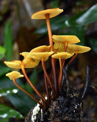 Xeromphalina Heimiomyces tenuipes PlayaGuio DW Ms