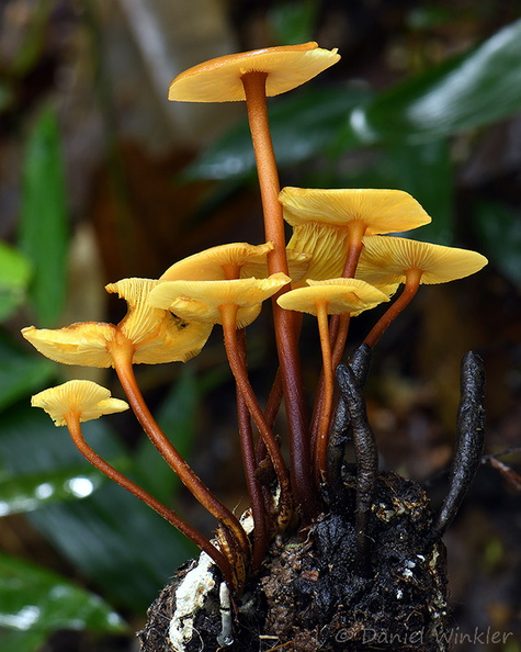Xeromphalina Heimiomyces tenuipes PlayaGuio DW Ms.jpg