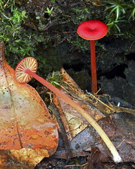 Hygrocybe Disp Los Pozos DW Ms