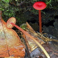 Hygrocybe Disp Los Pozos DW Ms