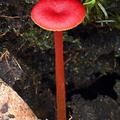 Hygrocybe Los Pozos DW Ms