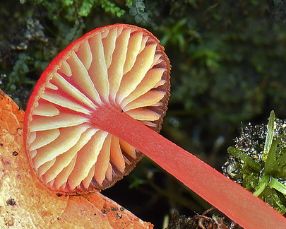 Hygrocybe gills LosPozos detail DW Ms