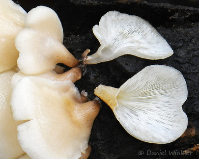 Campanophyllum proboscideum Chicaque Detail DW Ms
