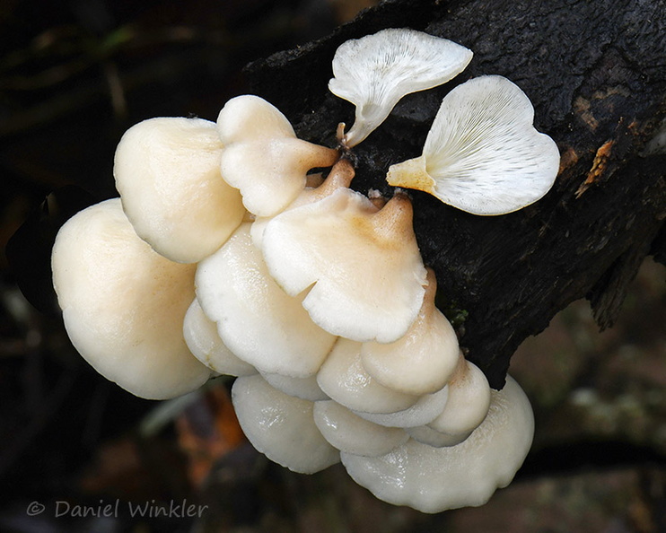 Campanophyllum proboscideum Cicaque Disp DW Ms.jpg