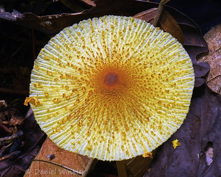 Leucocoprinus brunneoluteus cap CeroAzul DW Ms.jpg