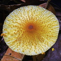Leucocoprinus brunneoluteus cap ssen in Cero Azul  DW Ms