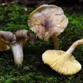 Cantharellus pale 3 Chicaque DW Ms