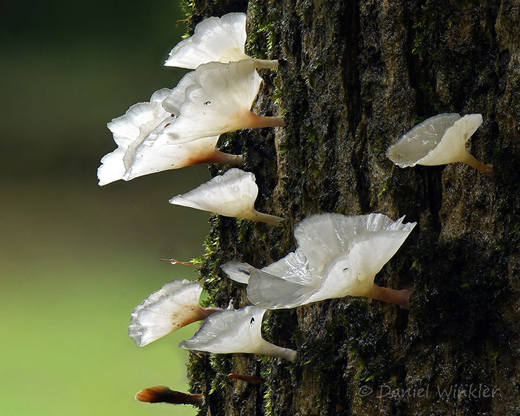 Cotylidia Playa Guio Cr DW Ms.jpg