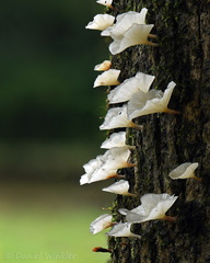 Cotylidia Playa Guio DW Ms