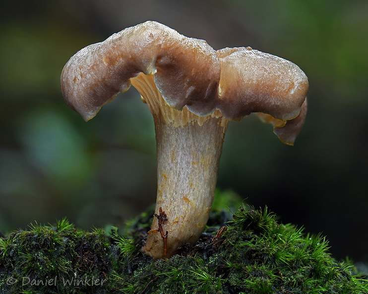 Cantharellus 1 Chicaque DW Ms.jpg
