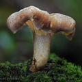 Cantharellus 1 Chicaque DW Ms