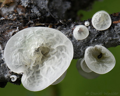 Campanella alba hymenium Chicaque DW Ms
