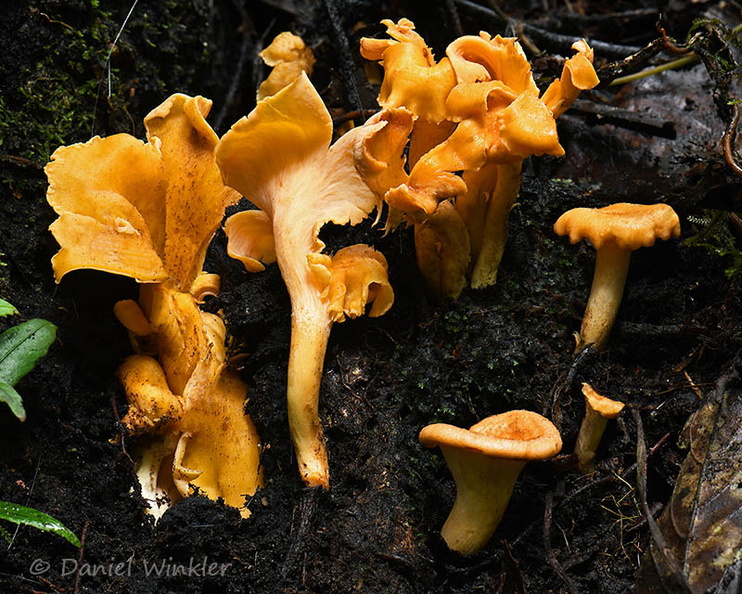 Cantharellus lateritius 6 Chicaque DW Ms.jpg