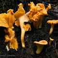 Cantharellus lateritius 6 Chicaque DW Ms