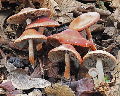 Leratiomyces ceres Bogota DW Ms