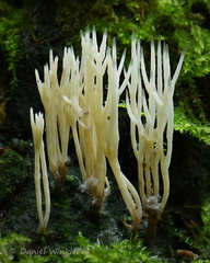 Clavaria Q Chicaque DW Ms