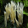 Clavaria Q Chicaque DW Ms