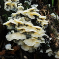 Jelly polypore Chicaque DW Ms
