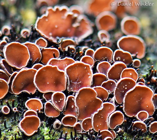 Asco brown white edge Chicaque DW Ms.jpg