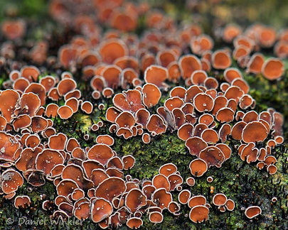 Asco brown white edge patch Chicaque DW Ms