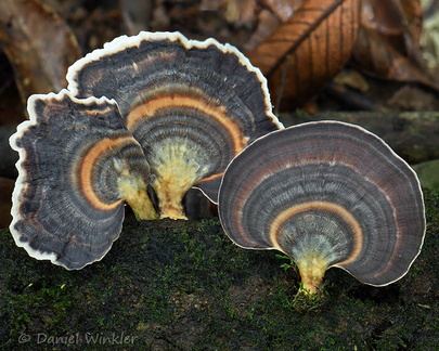 Flaviporus polypore Meta DW Ms