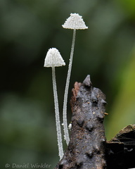 Hemimycena 2 Chicaque DW Ms