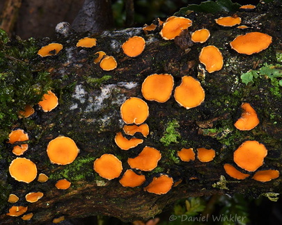 Asco orange Chicaque DW Ms