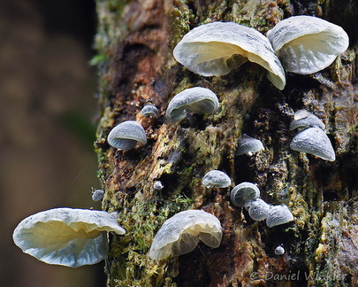 Campanella cluster Chicaque DW Ms
