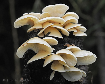 Campanophyllum proboscideum