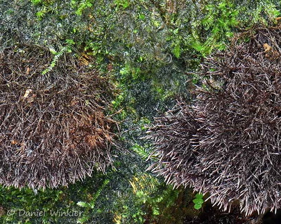 Trichaptum perrottetii showing its fibrous nature. 