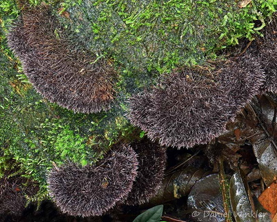 Trichaptum perrottetii growing from dead hardwoods