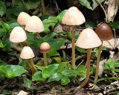 Psathyrella JardinBotanico DW Ms