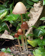 Psathyrella 4 JardinBotanico DW Ms