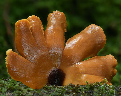 Polyporus leprieurii Ixora DW Ms
