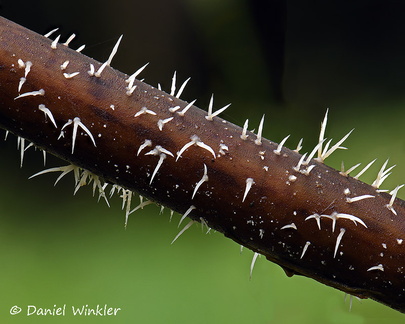 young Deflexula sp. complex seen in Chicaque