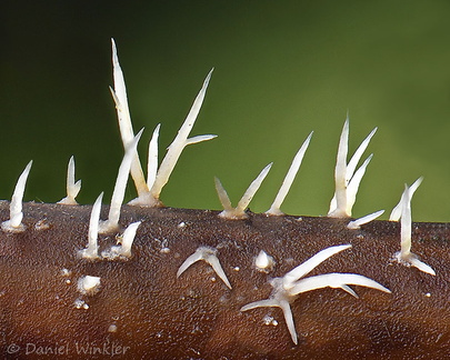 Deflexula young Detail Chicaque DW Ms