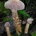 Cortinarius Sect Flexipedes Taktsang DW Ms