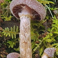 Cortinarius Sect Flexipedes gills Taktsang cell DW Ms