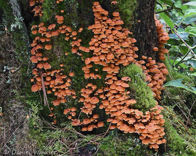 Xeromphalina Ogyen DW Ms.jpg