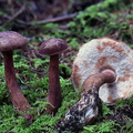 Tylopilus brown CheleLa DW Ms