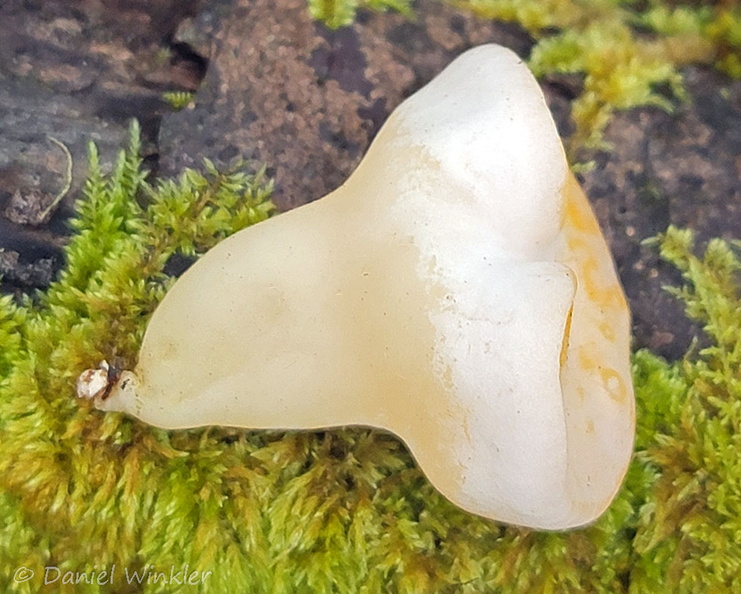 Ditiola radicata Q Thowodrak cell DW Ms.jpg