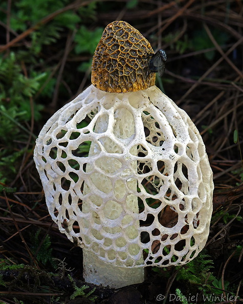 Phallus indusiatus fly MebarTso DW Ms.jpg