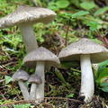 Tricholoma terrerum gr Thowadra DW Ms