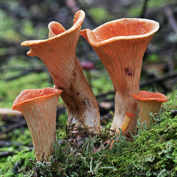 Turbinellus floccosus Thrumshengla DW Ms.jpg